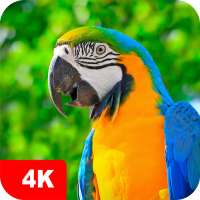 Parrot Wallpapers 4K on 9Apps