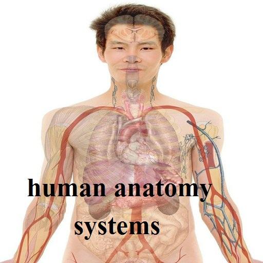 Human Anatomy System icon