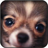 Chihuahuas wallpapers icon