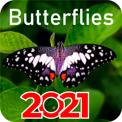 Beautiful butterflies wallpapers 2021 without Net icon