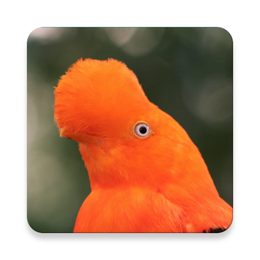 Peru Bird Sound Collections ~ Sclip.app icon