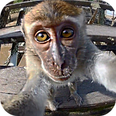 Monkey Sees You Live Wallpaper icon