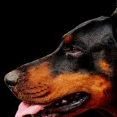Doberman Pinschers New Wallpapers Themes icon