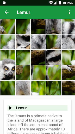 Wild Animals Puzzle screenshot 5