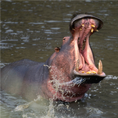Hippo Jigsaw Puzzle icon