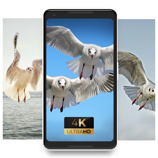Gull cute bird Wallpaper icon
