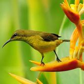 100 Birds Ringtone icon