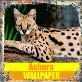 Ashera Cat Wallpaper icon