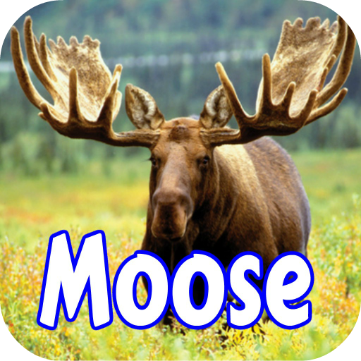Moose Wallpapers and Species Information icon