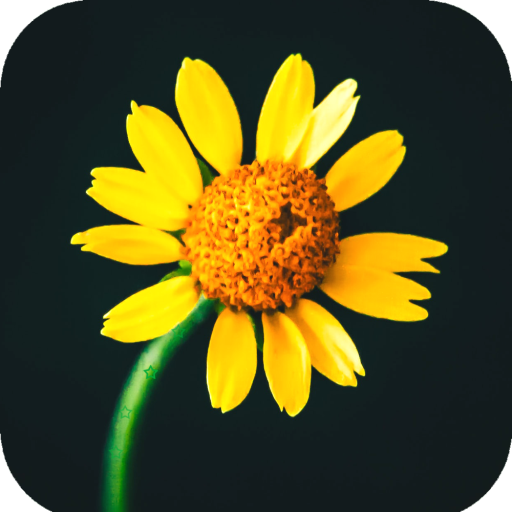 Yellow Flower Wallpaper icon