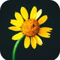 Yellow Flower Wallpaper on 9Apps