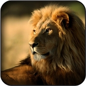 خلفيات الأسد أيقونة