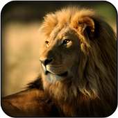 Lion wallpapers on 9Apps