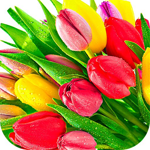 Flowers Stickers for WhatsApp icon