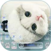 Cute Kitty Cat Live Wallpaper Theme