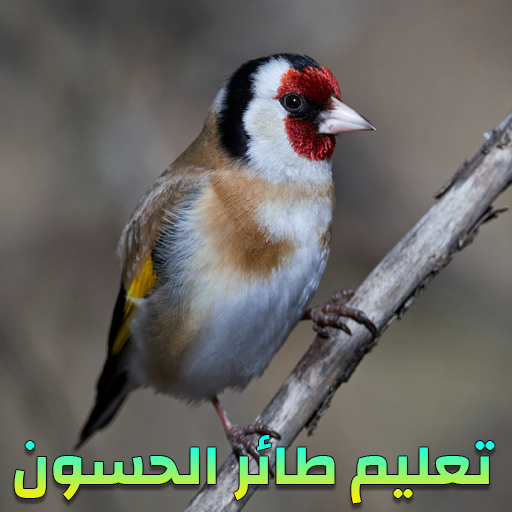 صوت طائر الحسون للتعليم - بدون نت иконка