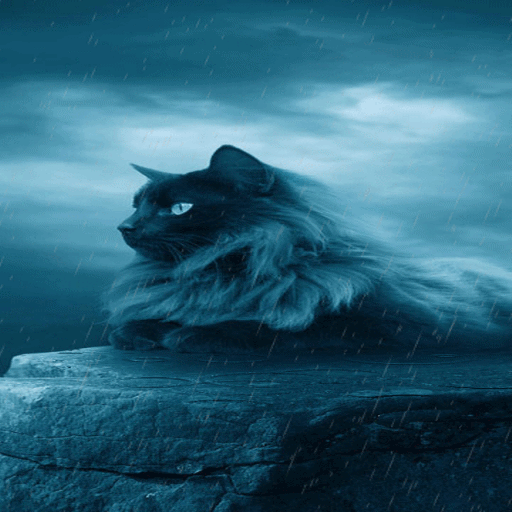 Black Cat In Rain LWP icon