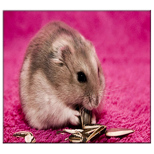 Hamster Live Wallpaper icon
