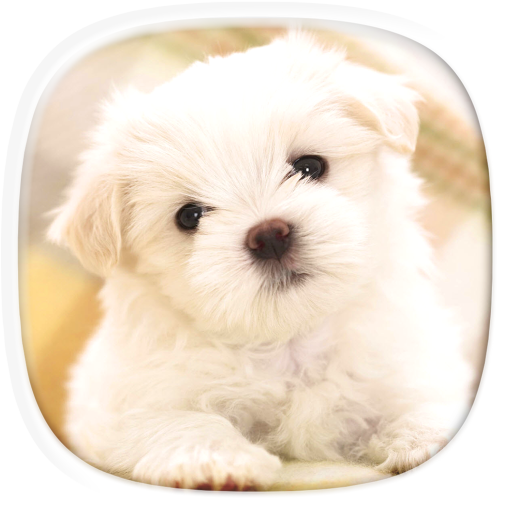 Cute Puppy Wallpapers: Cutest Pictures of Puppies icon