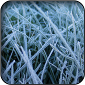 Frost Wallpapers icon