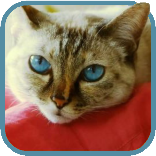Beautiful Cat Video Wallpaper icon