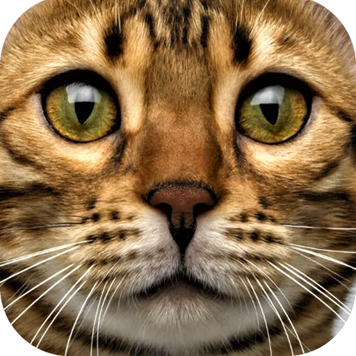 Cat Sounds icon