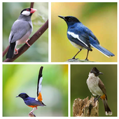 ikon Suara Burung Isian Mp3