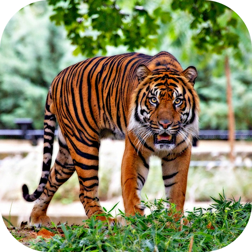 Hungry Tiger 3D icon