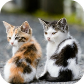 Cat Wallpaper HD icon