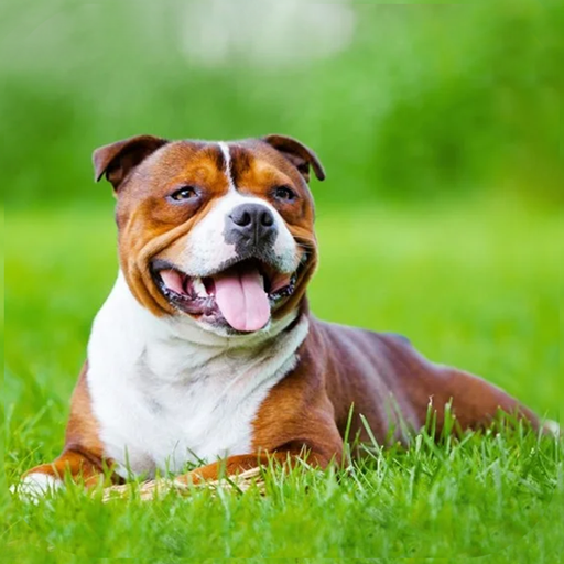 AmStaffs Dog Simulator icon