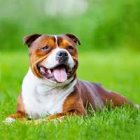 AmStaffs Dog Simulator