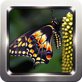 Amazon Butterfly Wallpapers icon
