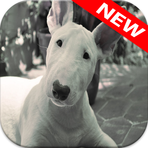 الثور خلفيات الكلب أيقونة