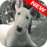 الثور خلفيات الكلب on 9Apps