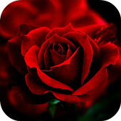 Rosas Para Ti icon