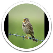 My Photo Wall Singing Bird LWP icon