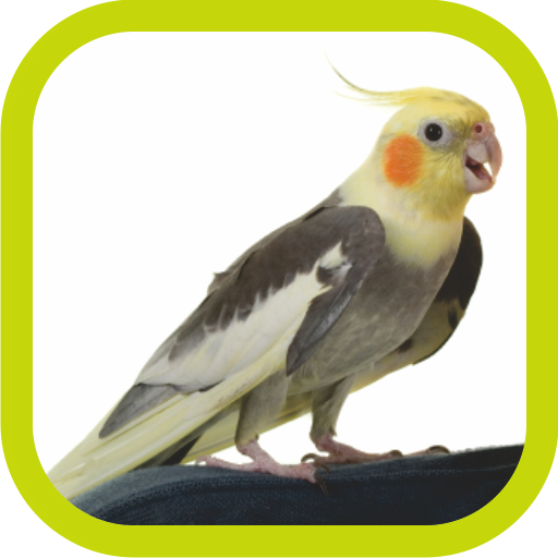Cockatiel Sounds Offline (Teach Sound) icon