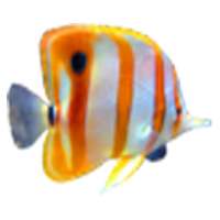 Galaxy Free Aquarium Wallpaper