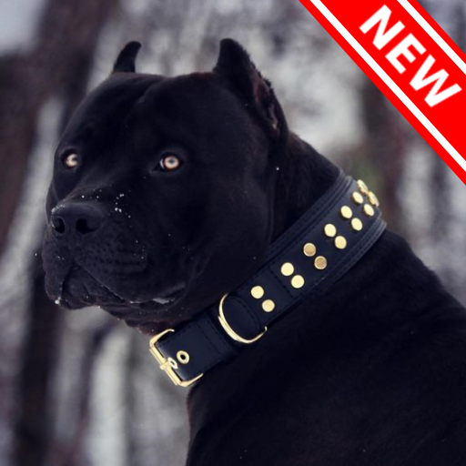 Pitbull Dog Wallpaper &amp; Pitbull Puppy Backgrounds icon