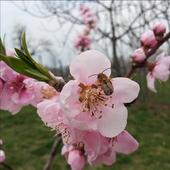 Peach Tree and Bee icon
