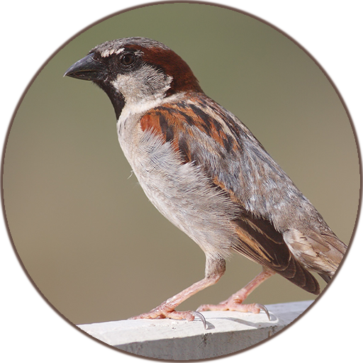 Sparrow Bird Sounds icon