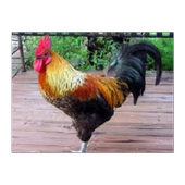 Animal Sound (Domestic) icon