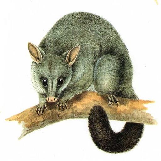 Possum Sound icon