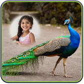 Peacock Photo Frames icon
