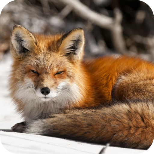 Fox Wallpaper HD icon