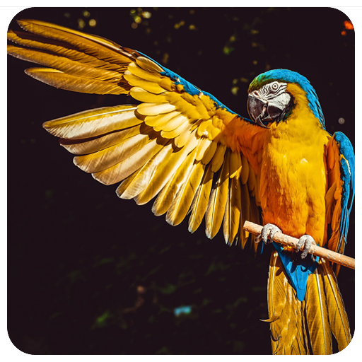 Cool Bird Wallpaper icon