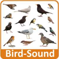 Bird Sounds on 9Apps