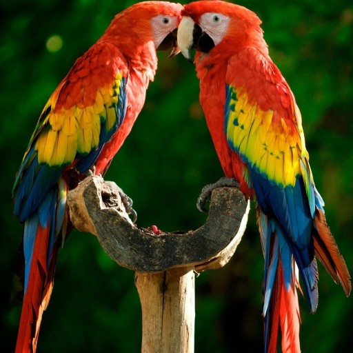 Macaw Parrot Bird HD Wallpaper أيقونة