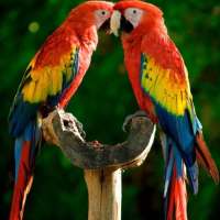 Macaw Parrot Bird HD Wallpaper on 9Apps