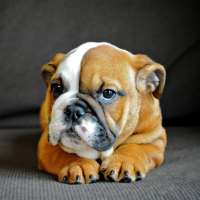 Bulldog Wallpaper HD on 9Apps